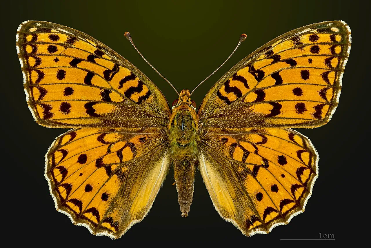 Niobe fritillary (Fabriciana niobe), a species in the family Nymphalidae.