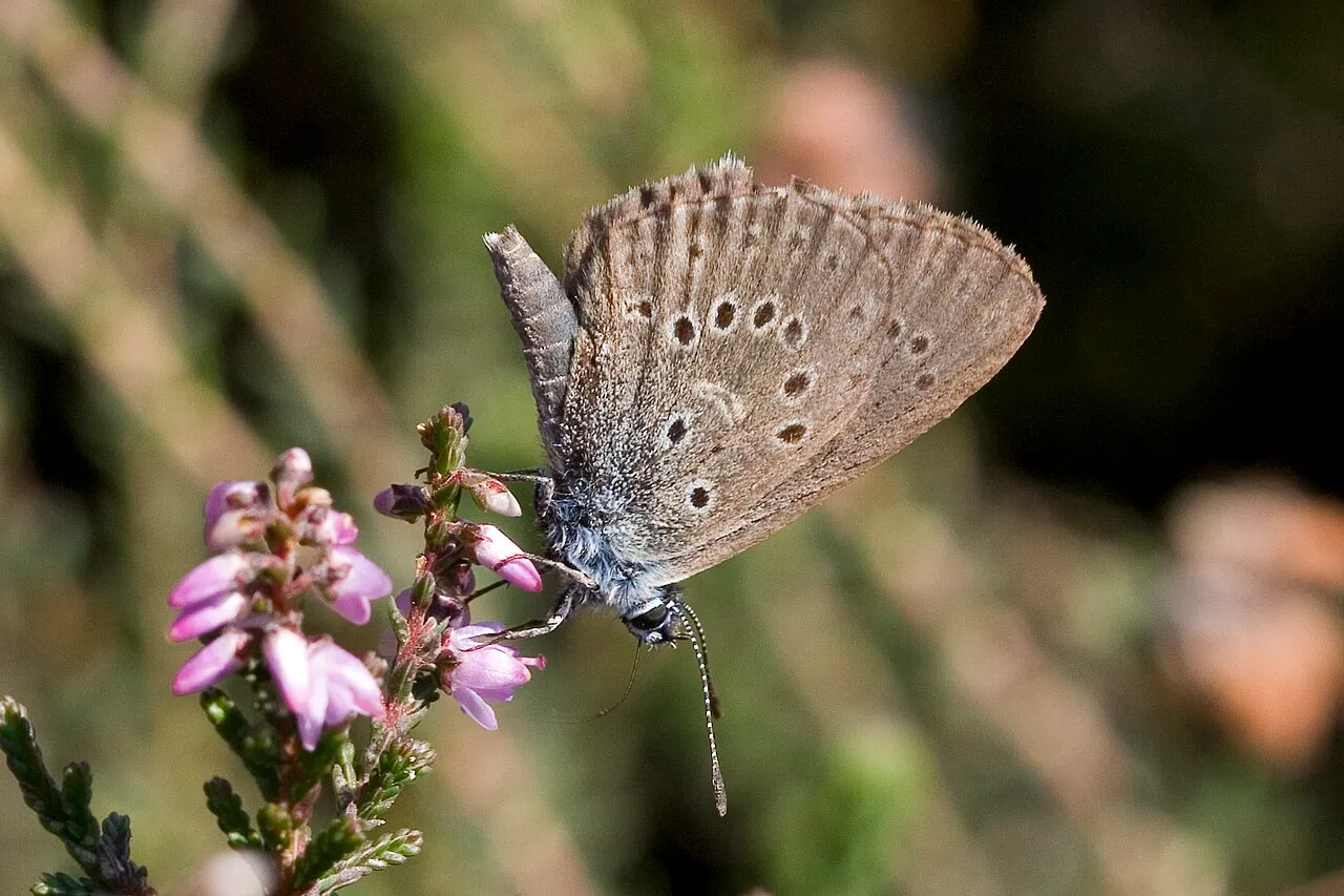 Alcon blue (Phengaris alcon), a species in the family Lycaenidae.