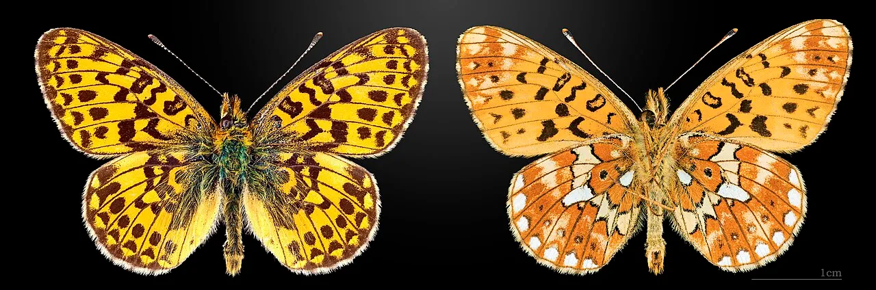Pearl-bordered Fritillary (Boloria euphrosyne), a species in the family Nymphalidae.