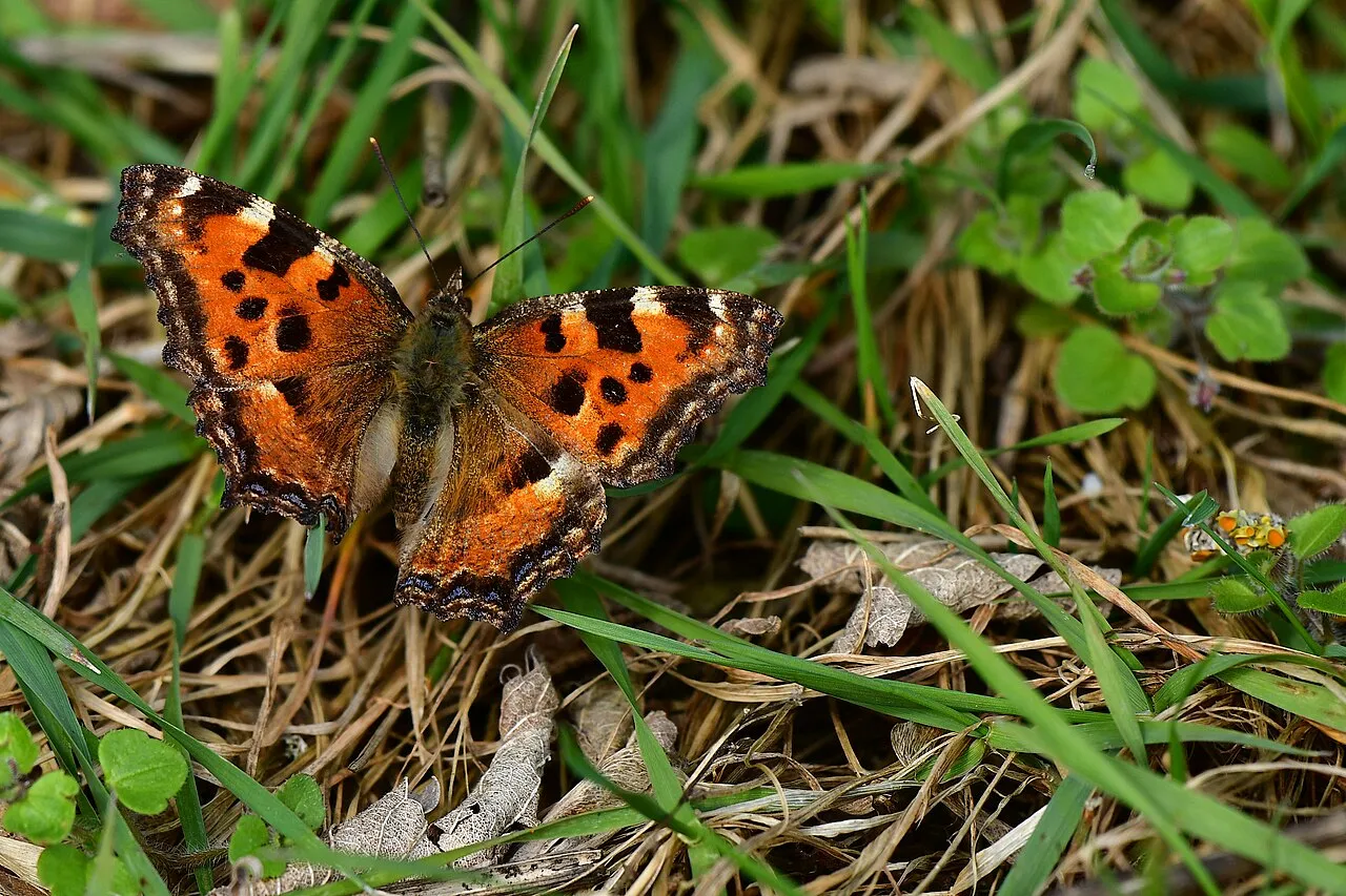 A large tortoiseshell (Nymphalis polychloros) at rest, wings open, showing the orange-brown upperside with dark spots and bluish marginal lunules.