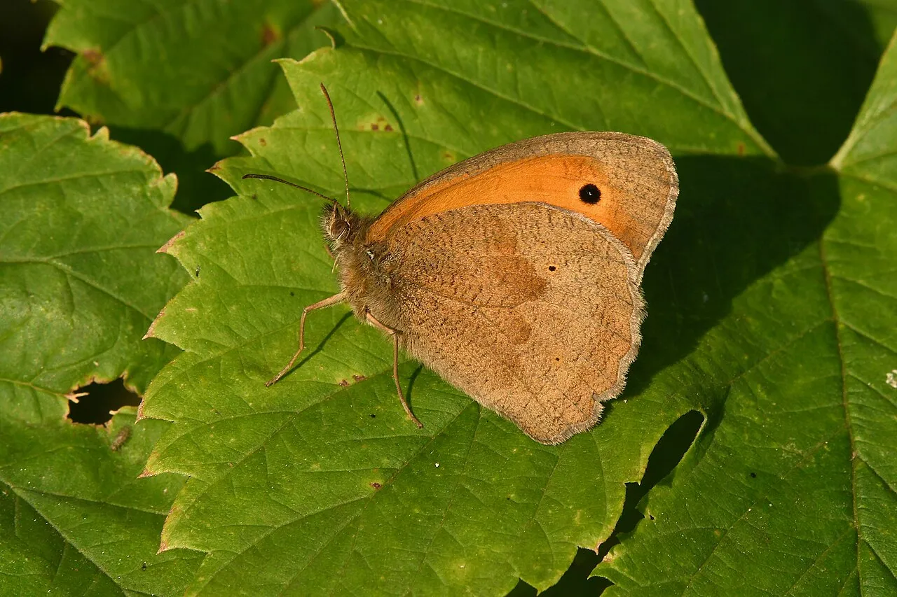 A meadow brown butterfly (Maniola jurtina) resting with wings closed, showing the mottled brown underside and small eyespot.