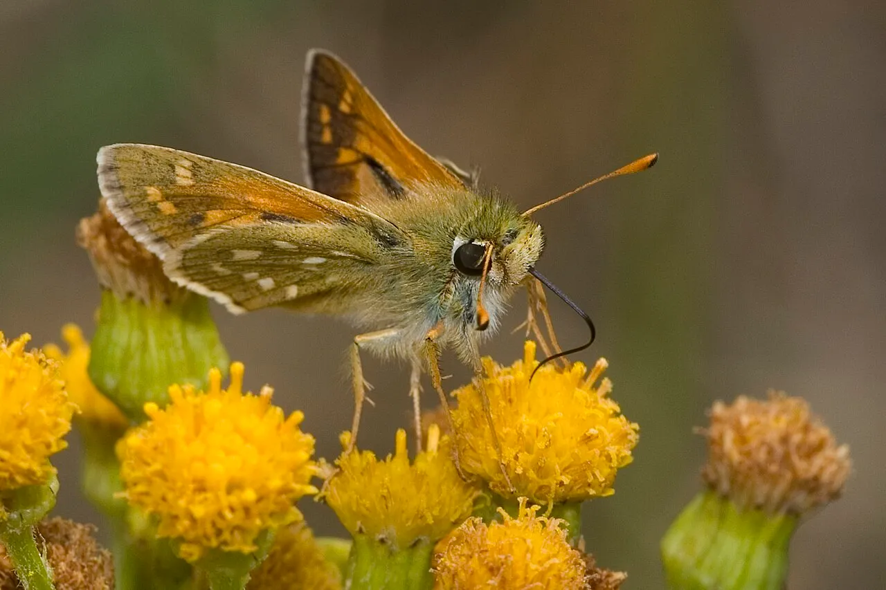 Silver-spotted skipper (Hesperia comma), a species in the family Hesperiidae.