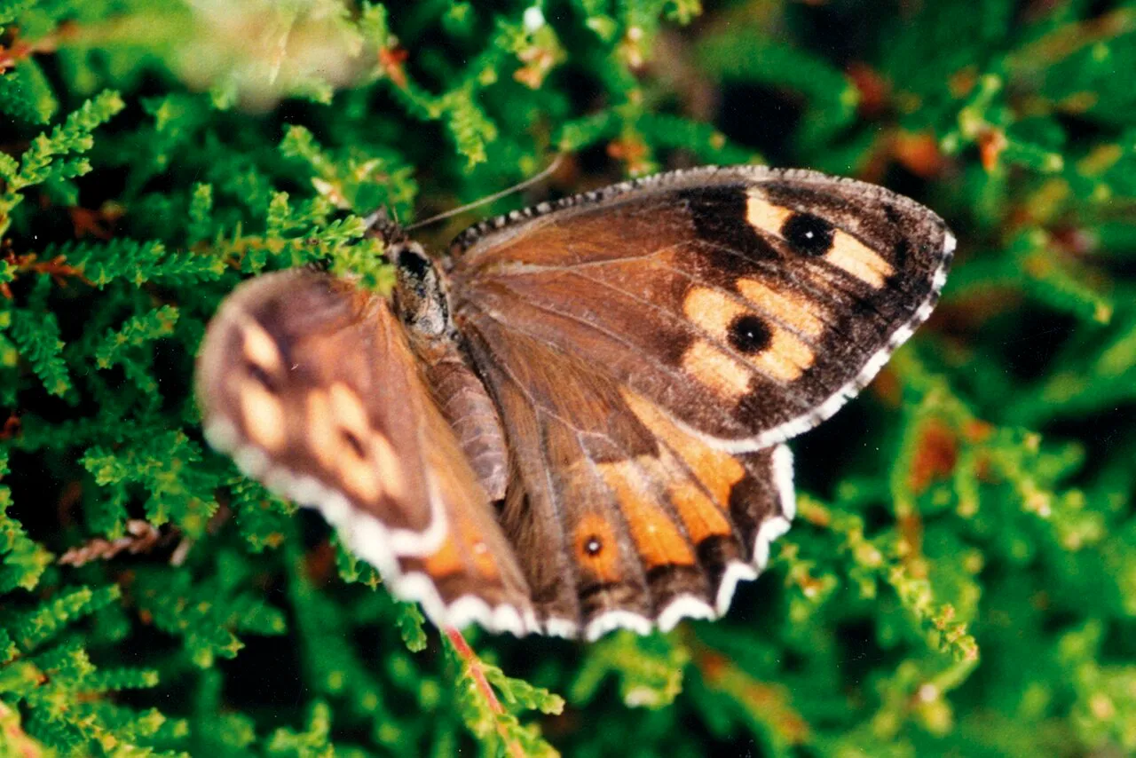 Grayling (Hipparchia semele), a species in the family Nymphalidae.