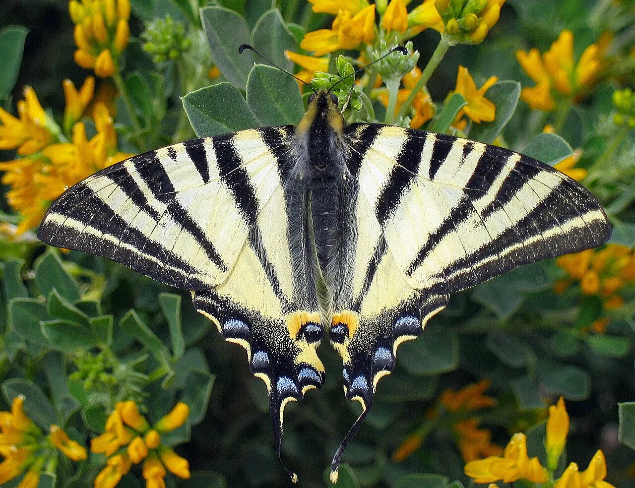 A scarce swallowtail butterfly at rest, showing its pale yellow wings with black tiger stripes and long tails, photographed in Athens, Greece.