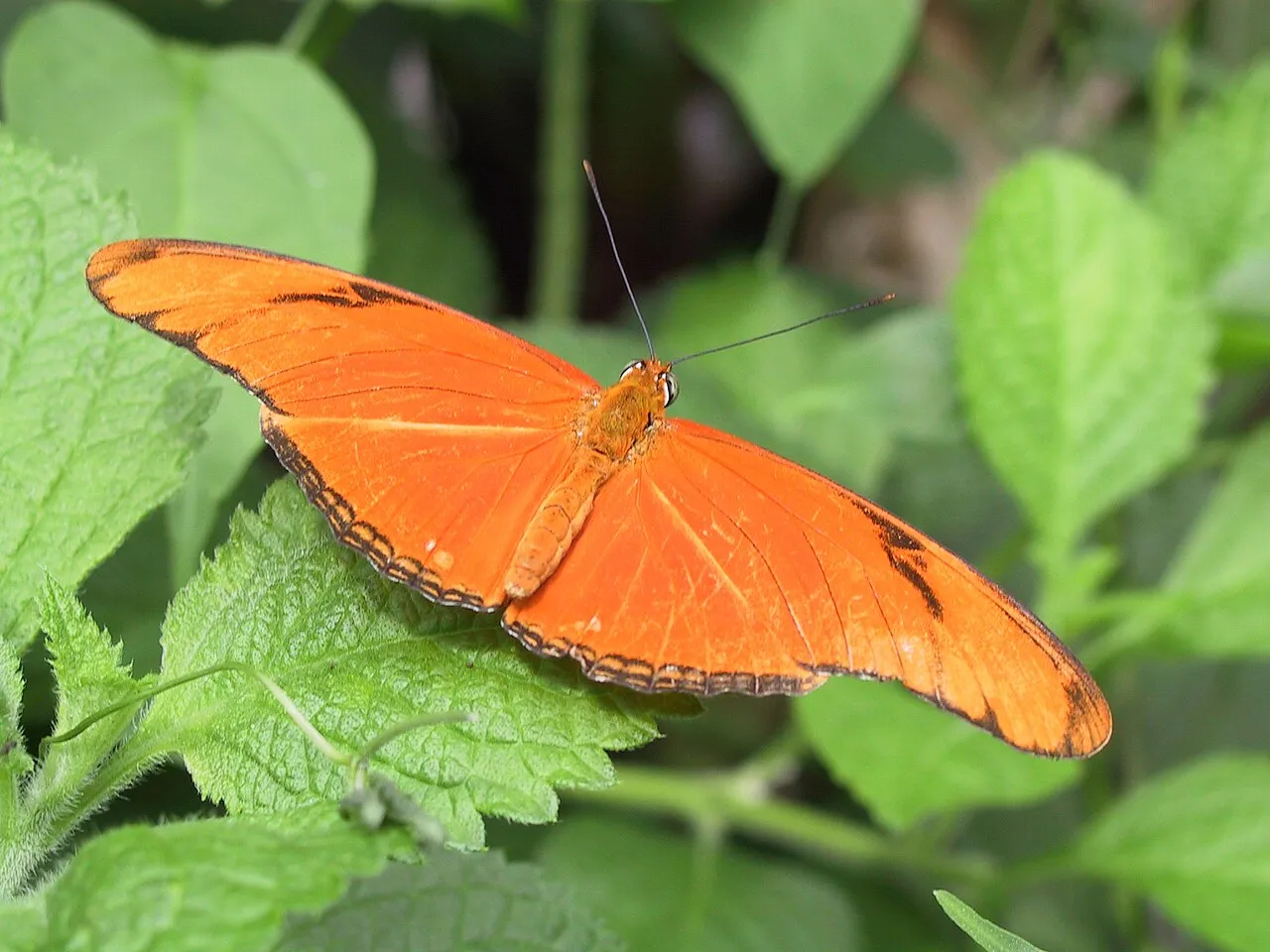 Julia butterfly (Dryas iulia), a species in the family Nymphalidae.