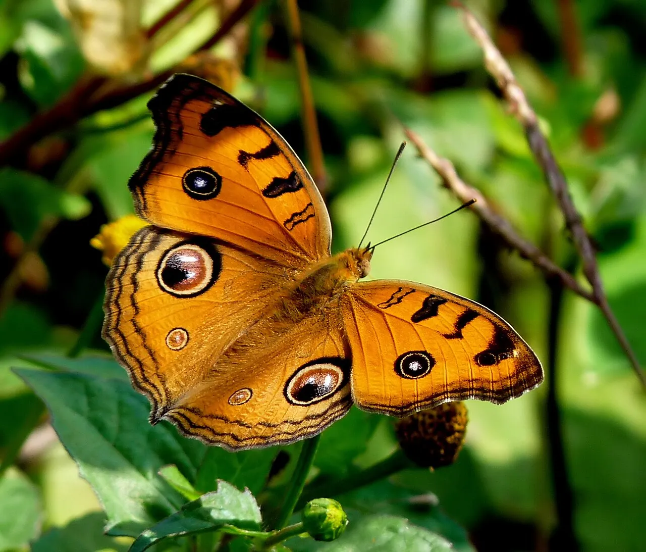 Peacock Pansy (Junonia almana), a species in the family Nymphalidae.