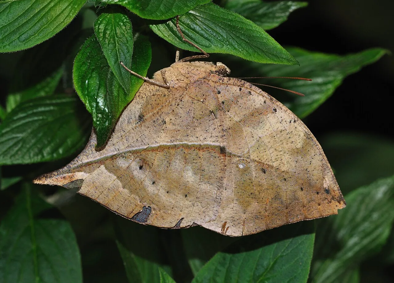 Orange oakleaf (Kallima inachus), a species in the family Nymphalidae.