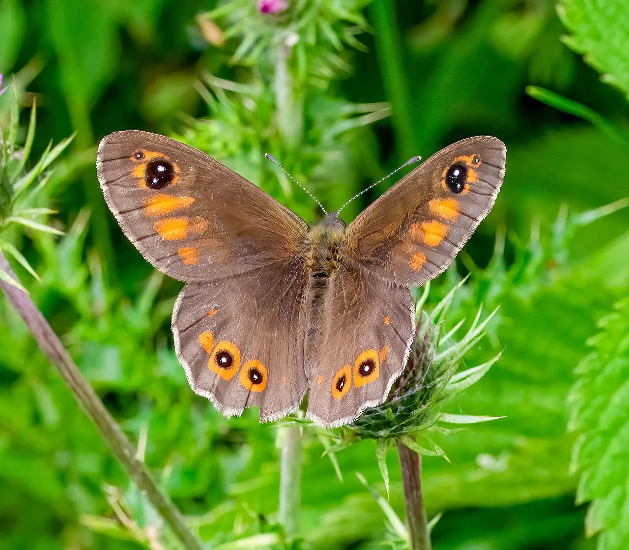 Large wall brown (Lasiommata maera), a species in the family Nymphalidae.