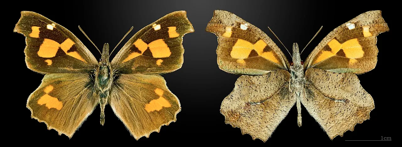 European beak (Libythea celtis), a species in the family Nymphalidae.