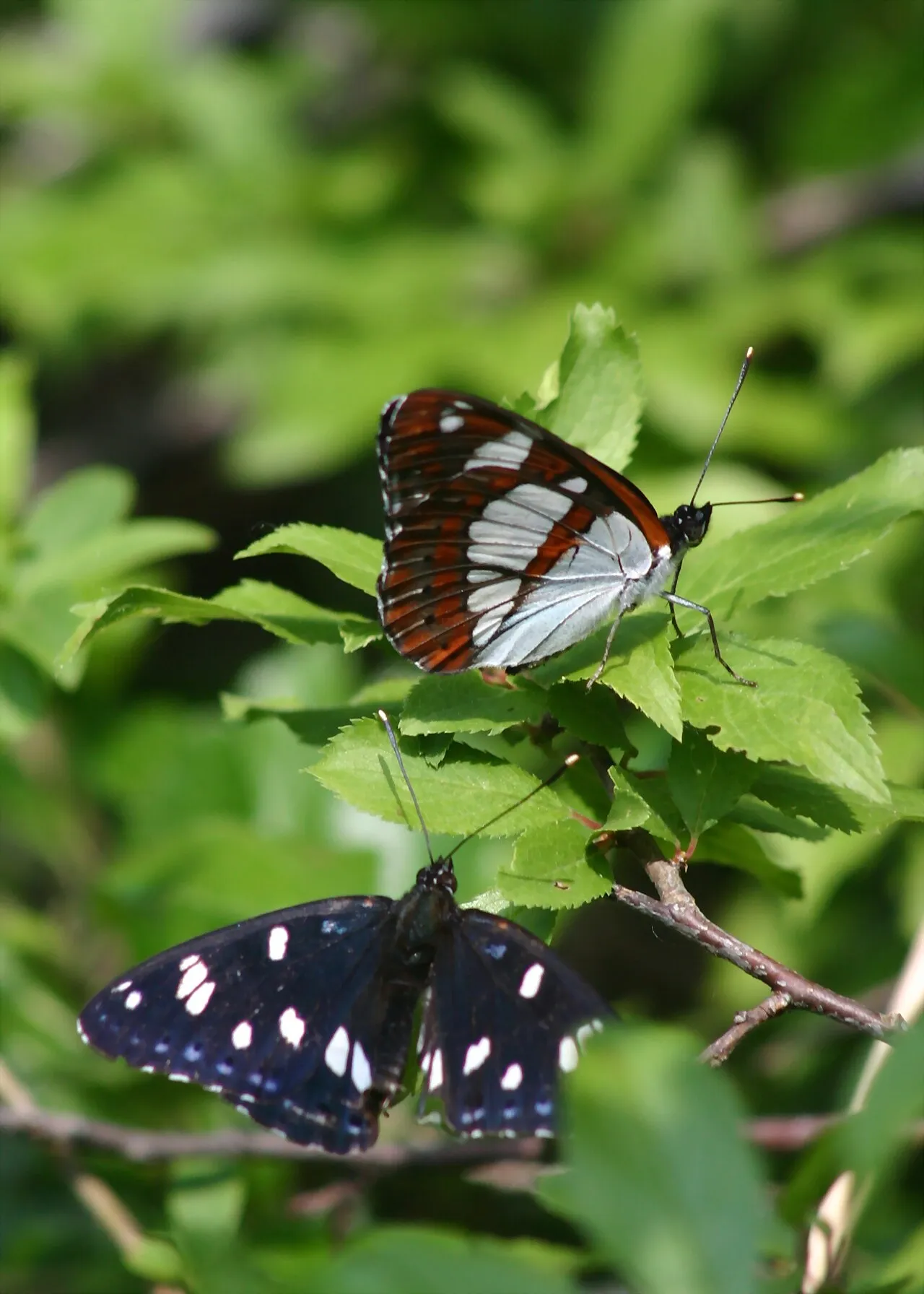 A Southern white admiral butterfly resting with wings spread, showing its dark brown and white-banded pattern, photographed in Tuscany.