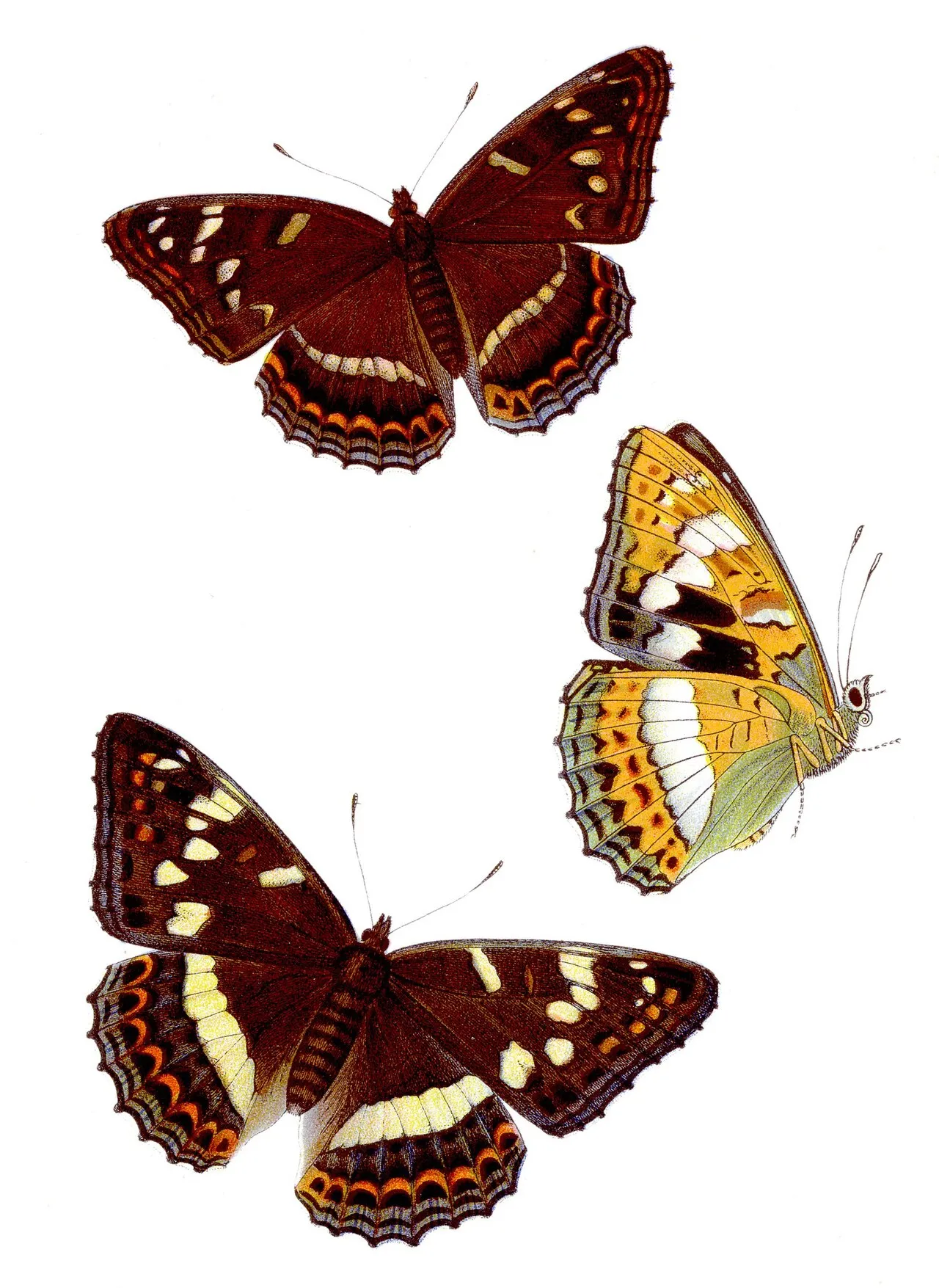 Historical colour illustration of a Poplar Admiral butterfly from Jacob Hübner's 19th-century butterfly book