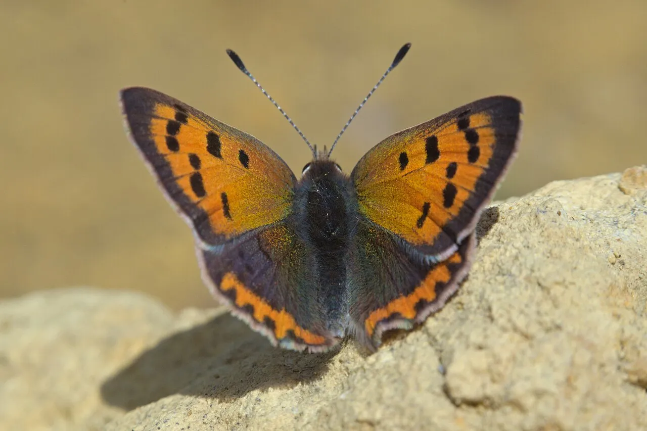 Small copper (Lycaena phlaeas), a species in the family Lycaenidae.