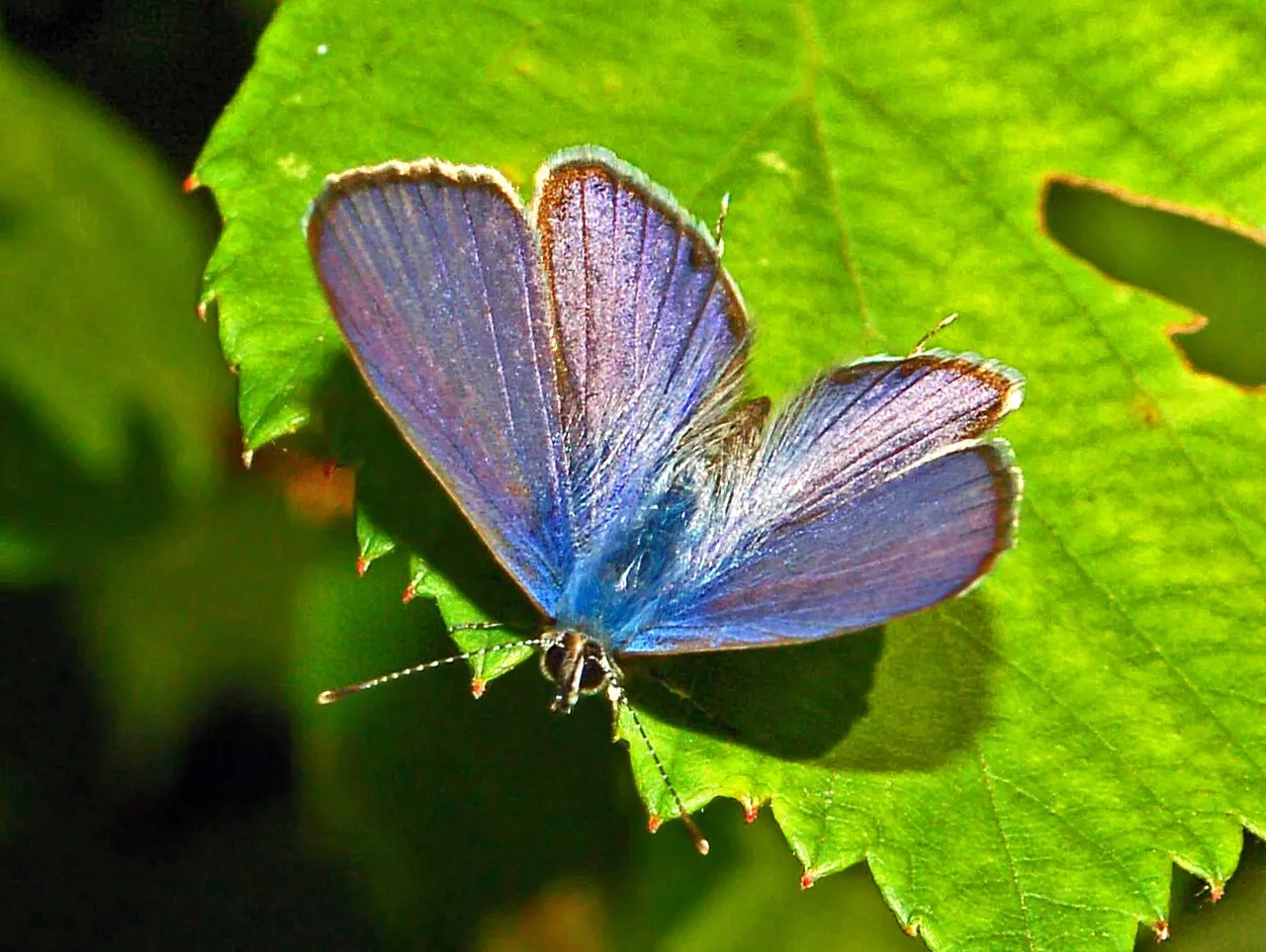 Lang's short-tailed blue (Leptotes pirithous), a species in the family Lycaenidae.