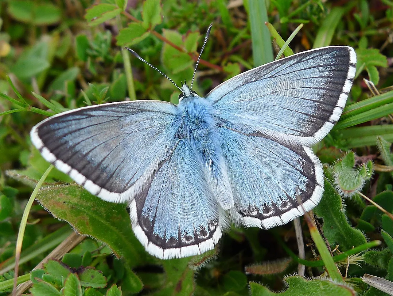 Chalkhill blue (Lysandra coridon), a species in the family Lycaenidae.