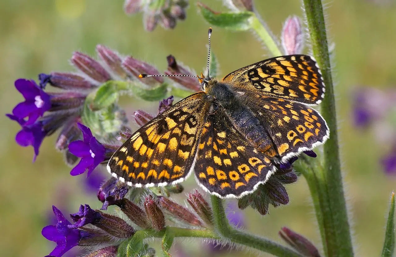 Glanville fritillary (Melitaea cinxia), a species in the family Nymphalidae.