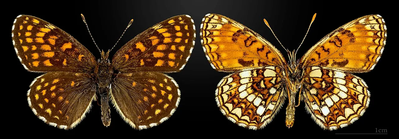 False heath fritillary (Melitaea diamina), a species in the family Nymphalidae.