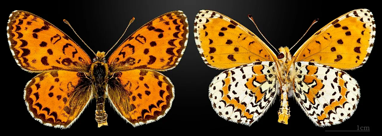Spotted Fritillary (Melitaea didyma), a species in the family Nymphalidae.