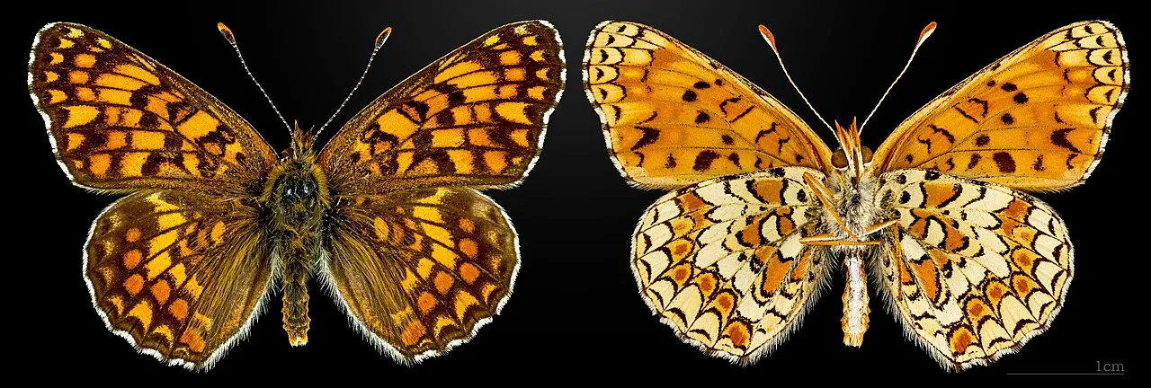 Knapweed fritillary (Melitaea phoebe), a species in the family Nymphalidae.