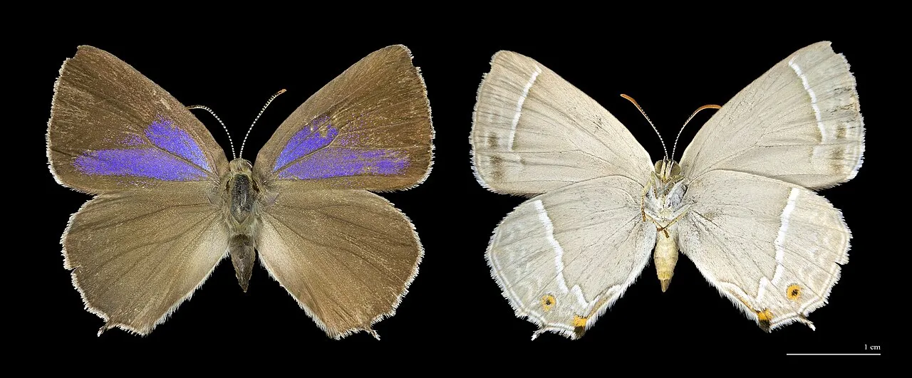 Purple Hairstreak (Favonius quercus), a species in the family Lycaenidae.