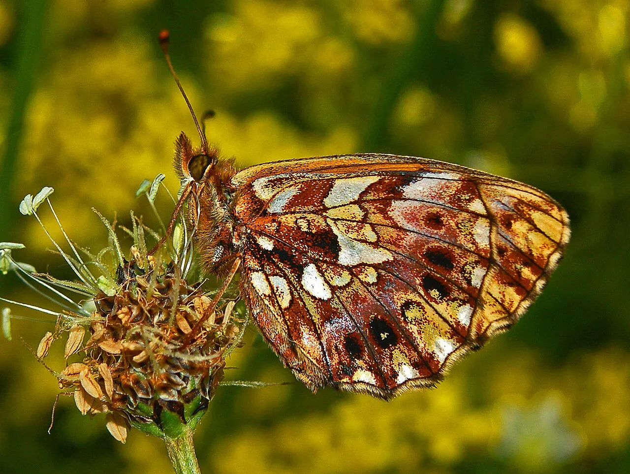 Violet fritillary (Boloria dia), a species in the family Nymphalidae.