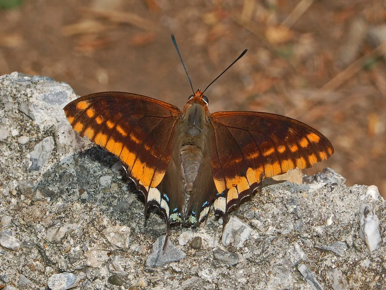 Two-tailed pasha (Charaxes jasius), a species in the family Nymphalidae.