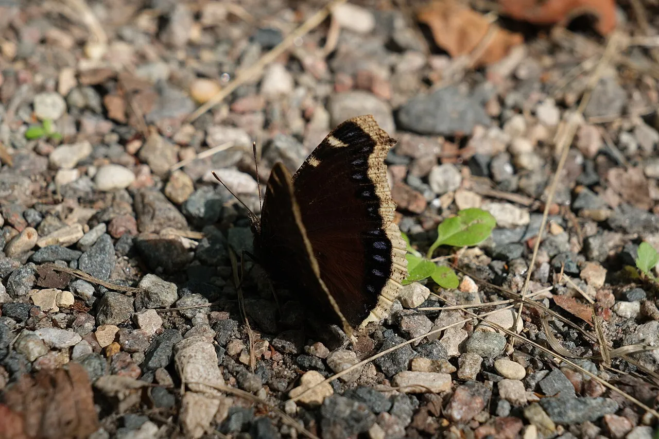 A mourning cloak butterfly with dark wings edged in cream and a row of blue spots, photographed at Rydell National Wildlife Refuge in Minnesota.