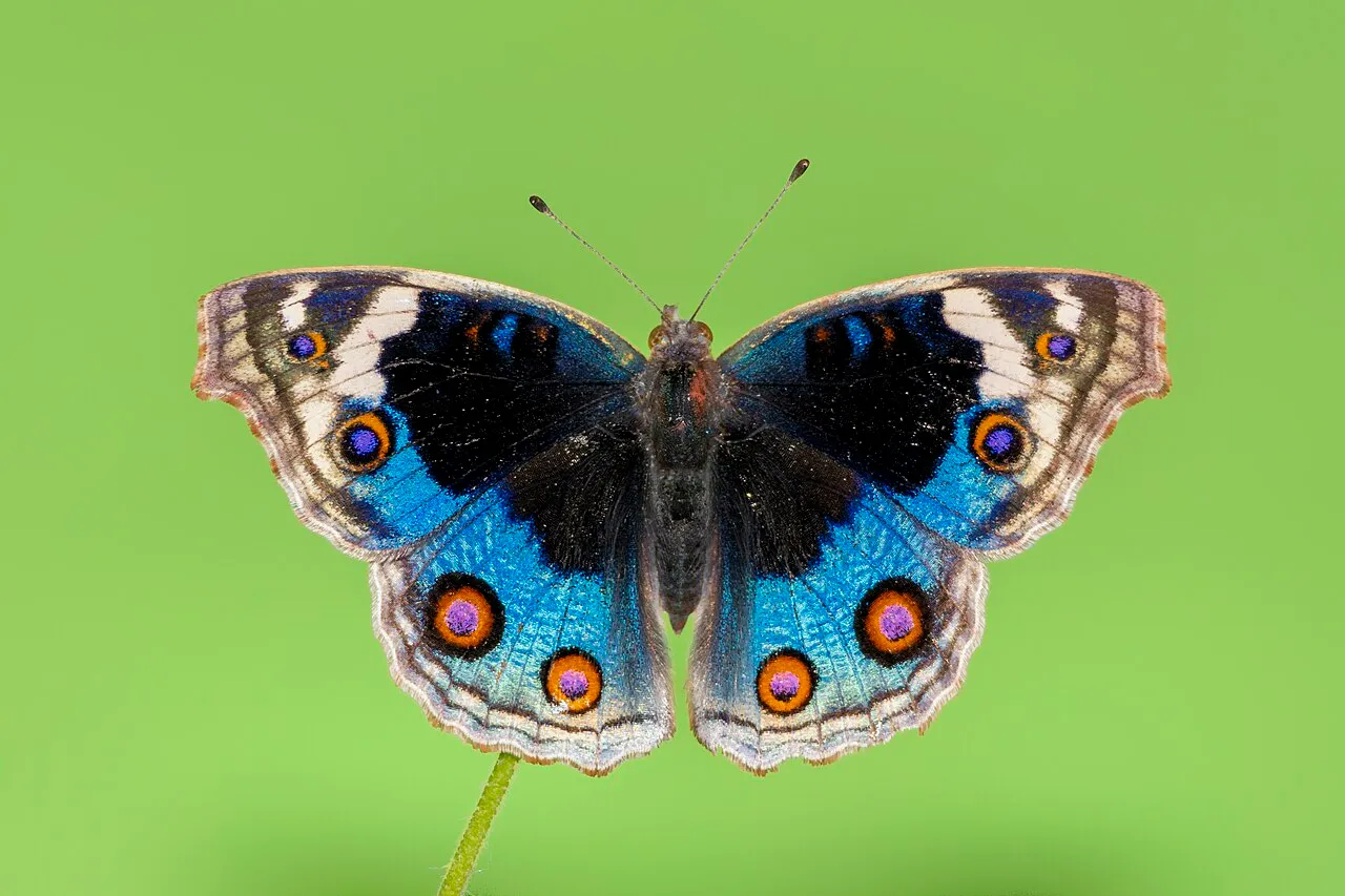Blue pansy (Junonia orithya), a species in the family Nymphalidae.