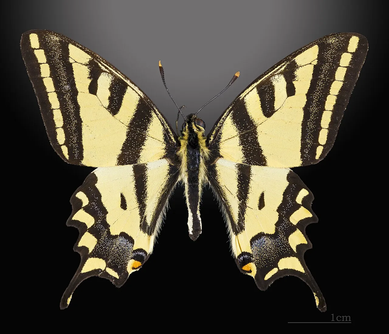 Southern Swallowtail (Papilio alexanor), a species in the family Papilionidae.