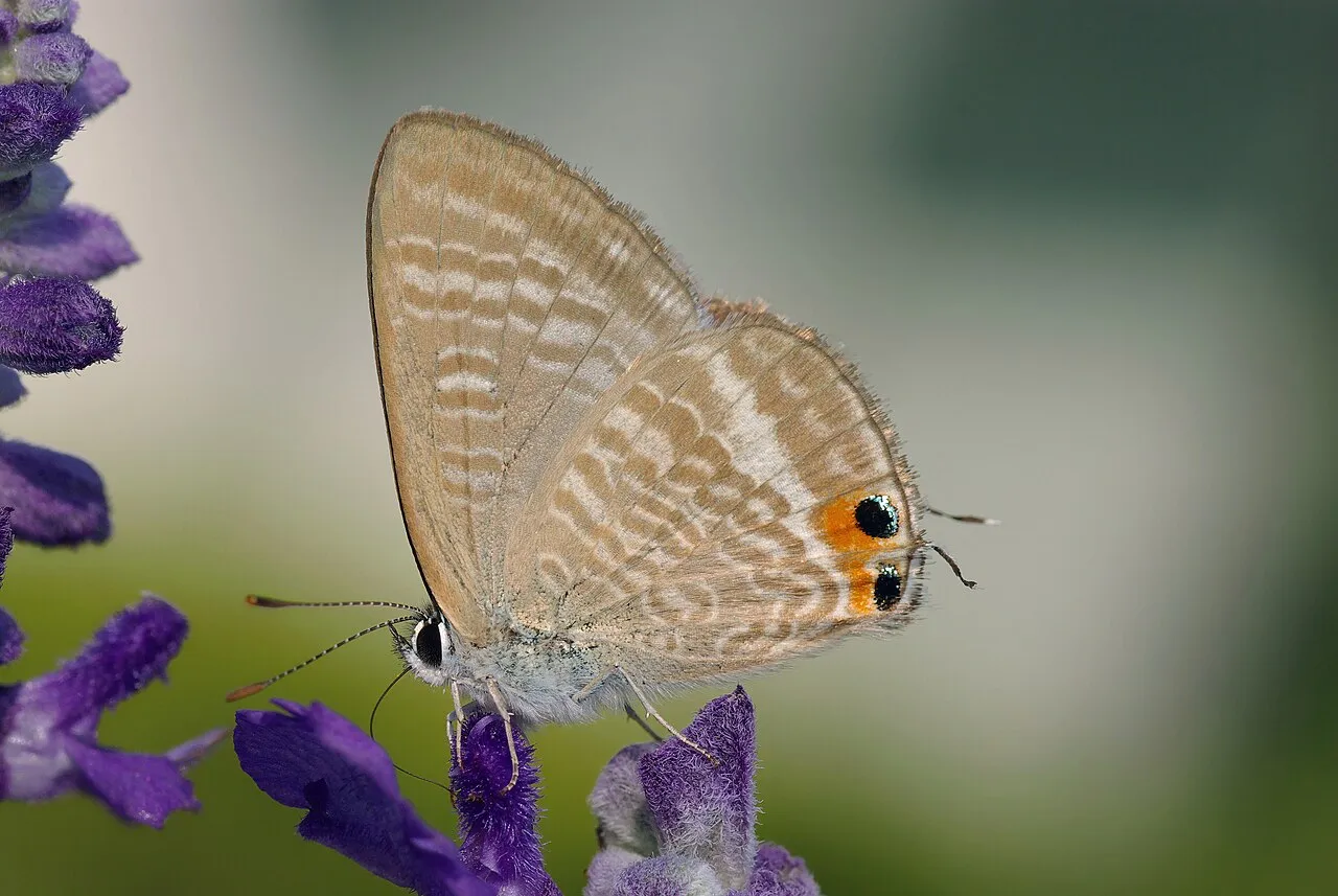 A long-tailed blue (pea blue) butterfly perched on lavender flowers, photographed in Osaka, Japan.