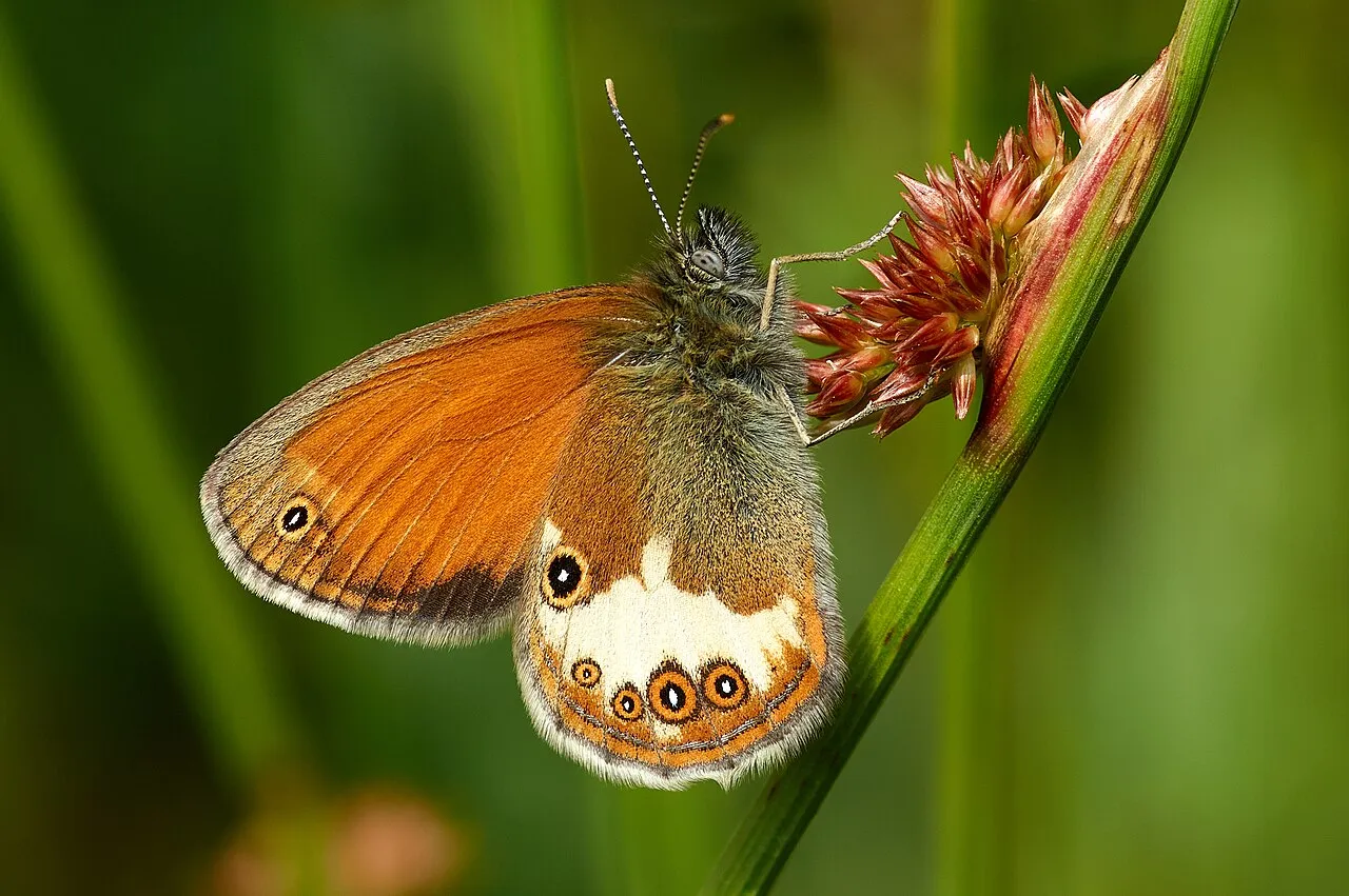 A pearly heath butterfly resting on a grass flower head in Dahlem, Germany.