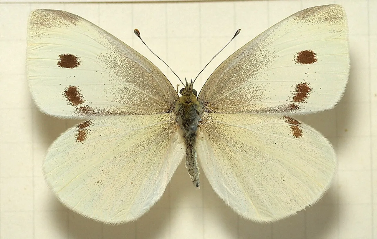 Small white (Pieris rapae), a species in the family Pieridae.