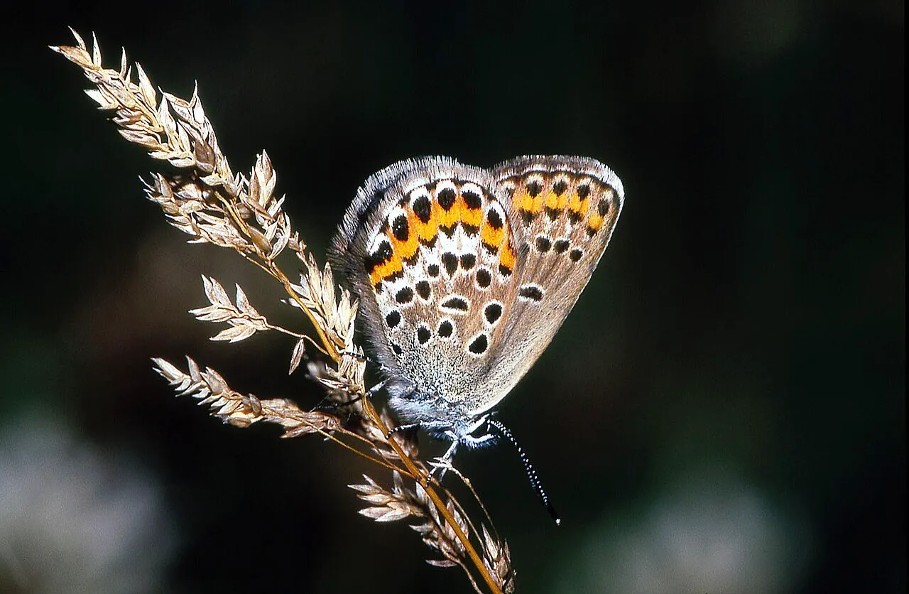 Silver-studded blue (Plebejus argus), a species in the family Lycaenidae.