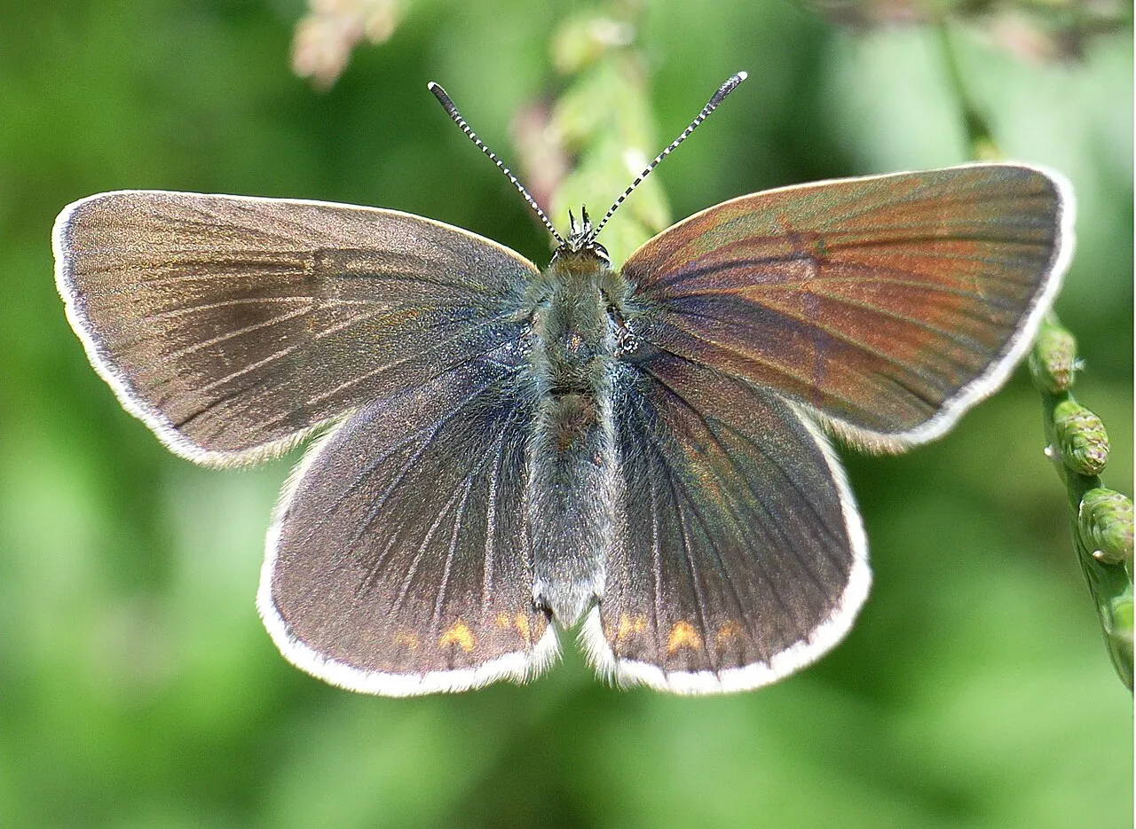 Geranium argus (Eumedonia eumedon), a species in the family Lycaenidae.