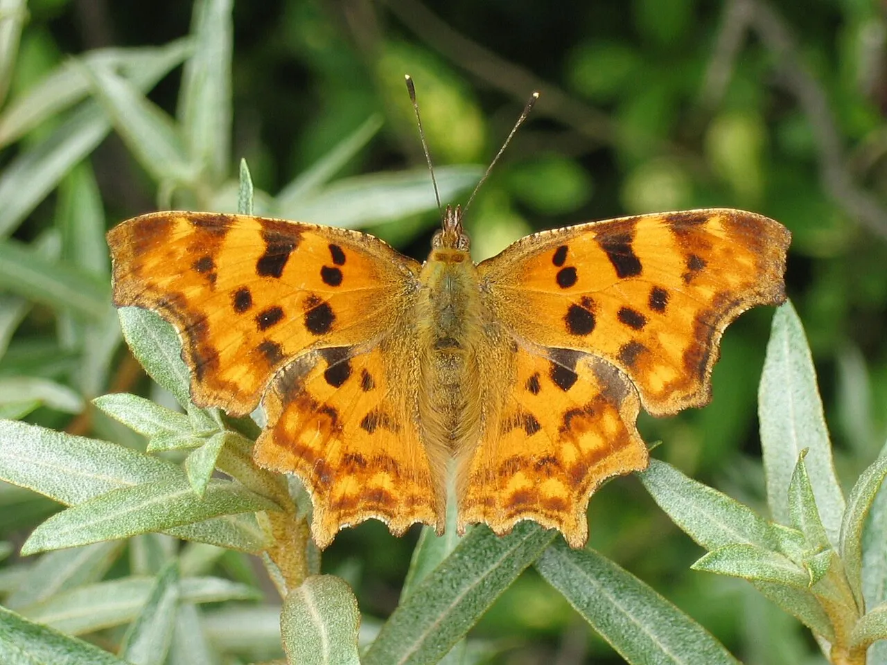 A Comma butterfly perched on sea-buckthorn at De Panne, Belgium.