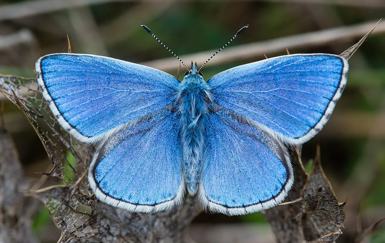 Adonis blue (Lysandra bellargus), a species in the family Lycaenidae.