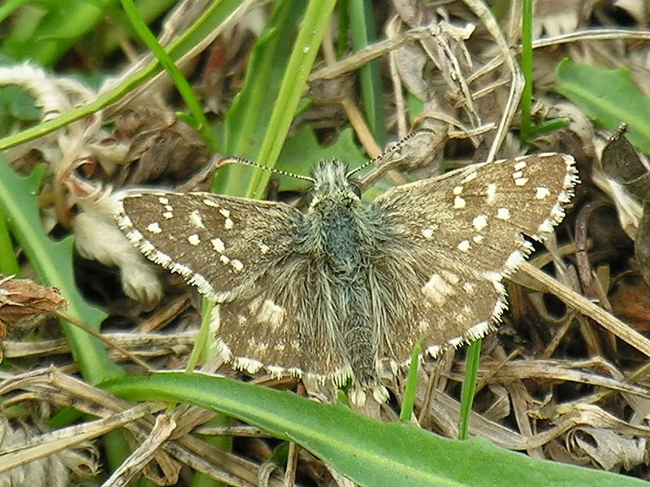 Oberthürs grizzled skipper (Pyrgus armoricanus), a species in the family Hesperiidae.