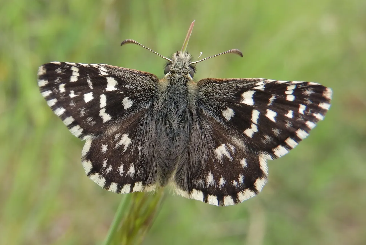 A grizzled skipper butterfly seen from above, showing its chequered black-and-white wing pattern.