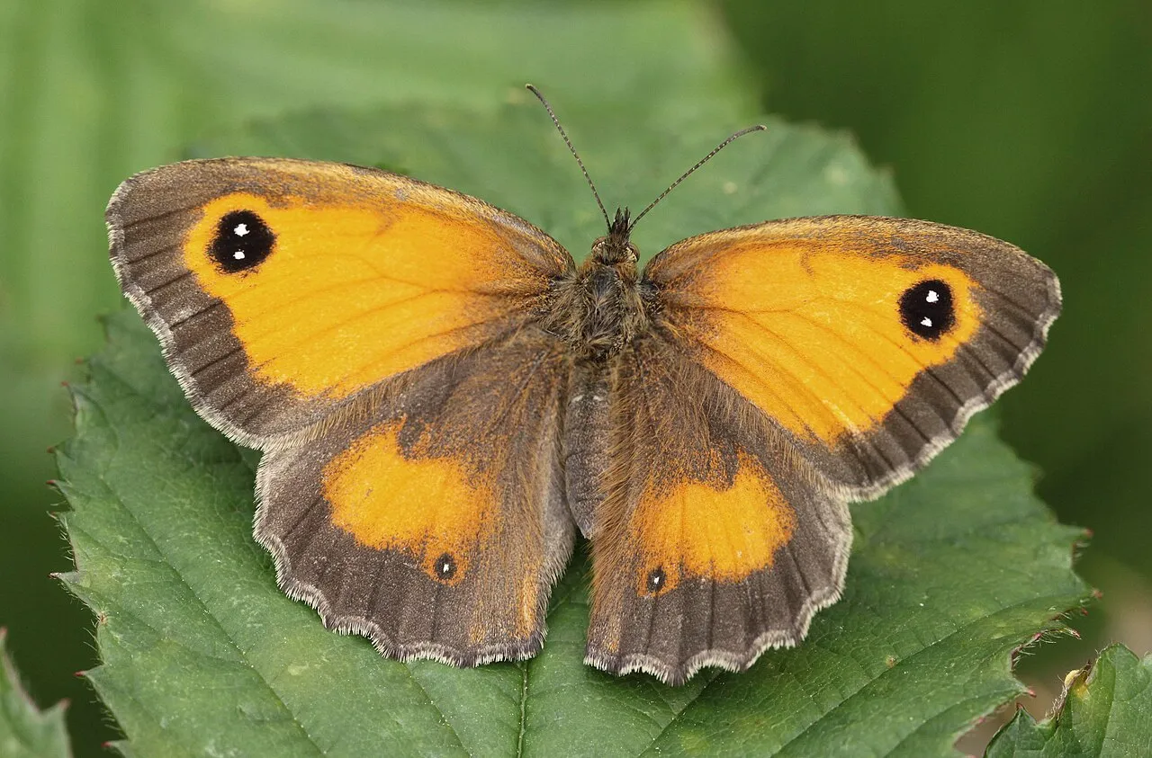 Gatekeeper (Pyronia tithonus), a species in the family Nymphalidae.