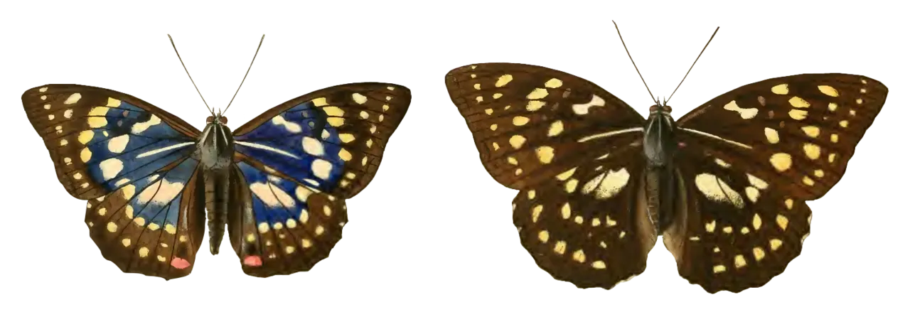 Historical illustration of a male and female Sasakia charonda butterfly shown side by side from above.