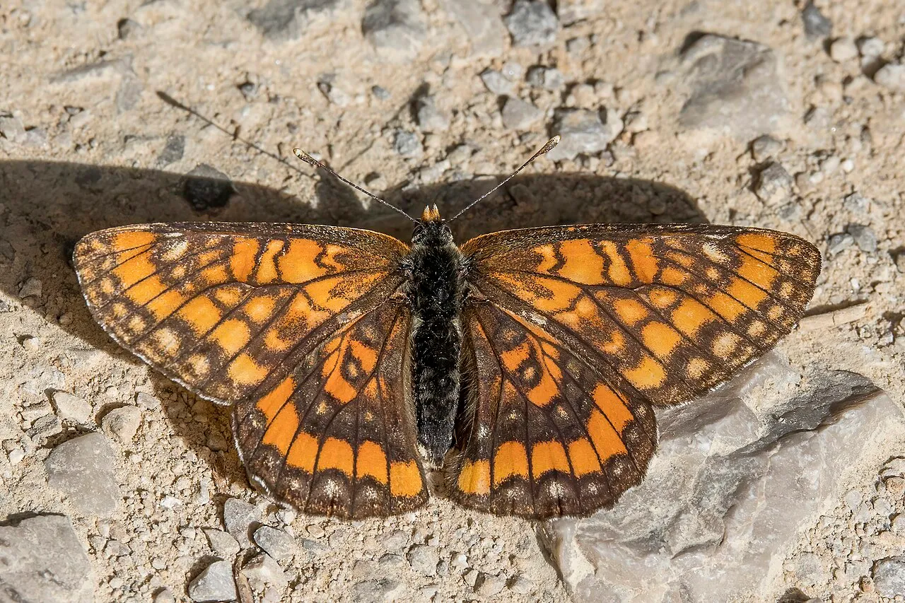 Scarce Fritillary (Euphydryas maturna), a species in the family Nymphalidae.
