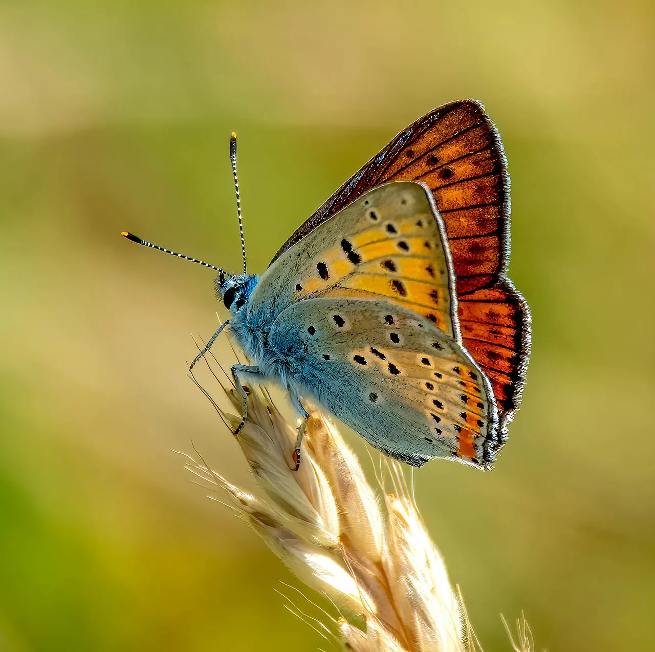 Purple-shot Copper (Lycaena alciphron), a species in the family Lycaenidae.