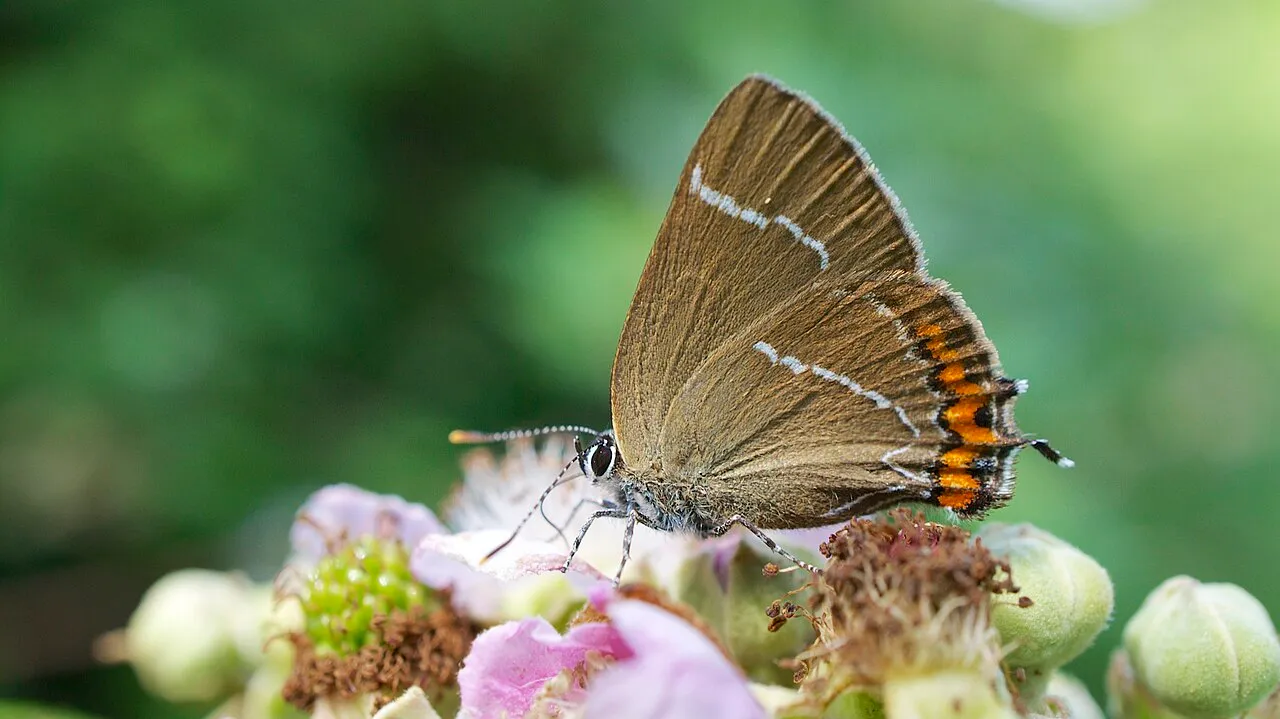 White-letter hairstreak (Satyrium w-album), a species in the family Lycaenidae.