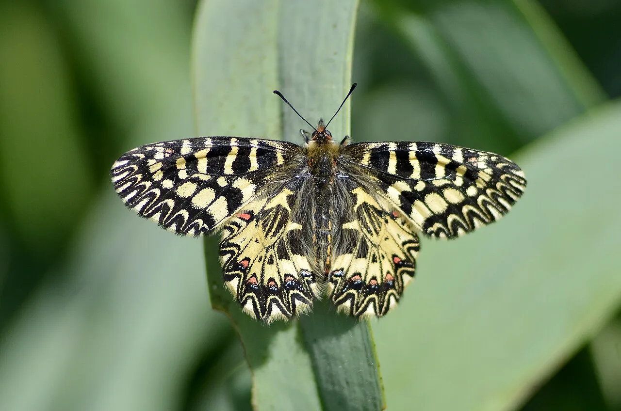 Southern festoon (Zerynthia polyxena), a species in the family Papilionidae.