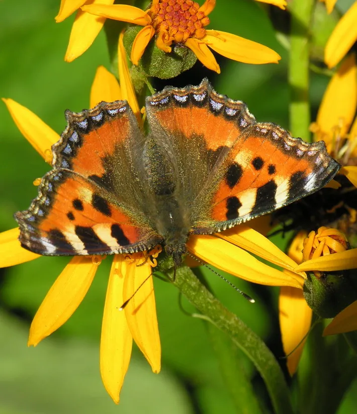A small tortoiseshell butterfly at rest, showing its orange, black and yellow upperside wing pattern.
