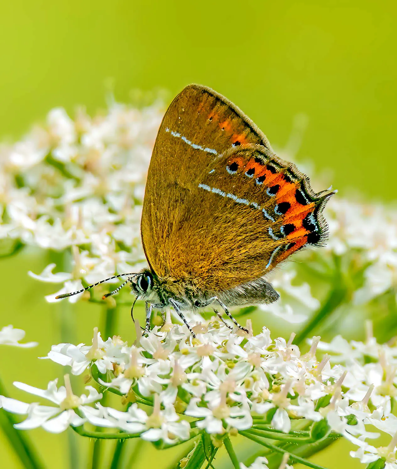 Black Hairstreak (Satyrium pruni), a species in the family Lycaenidae.