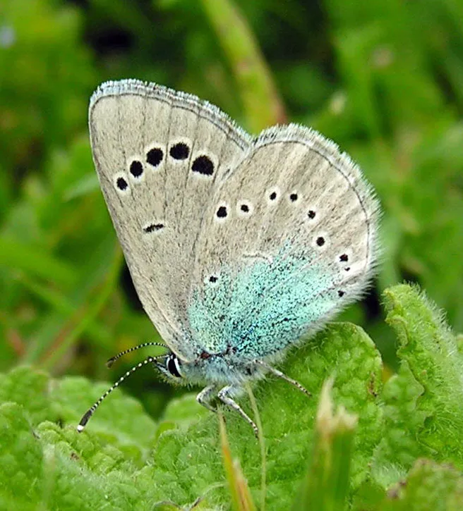 Green-underside Blue (Glaucopsyche alexis), a species in the family Lycaenidae.