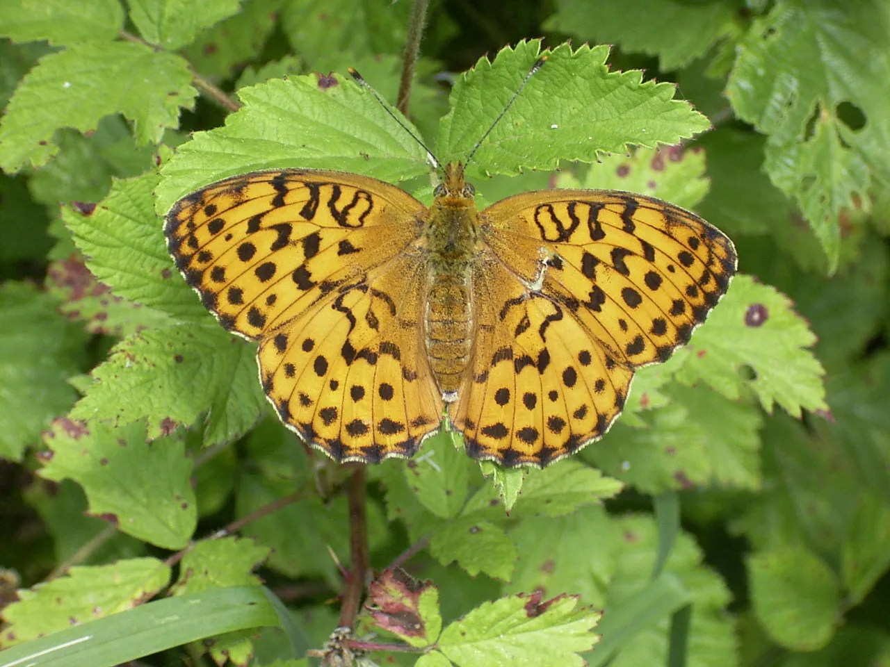 A marbled fritillary (Brenthis daphne) butterfly at rest, photographed in middle France.