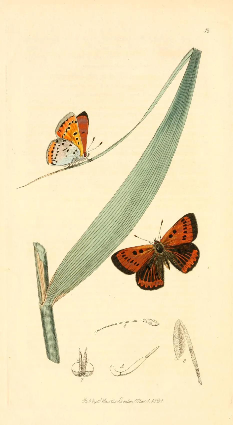 A hand-coloured 1820s engraving of a Large Copper butterfly resting on common reed, from John Curtis's British Entomology.