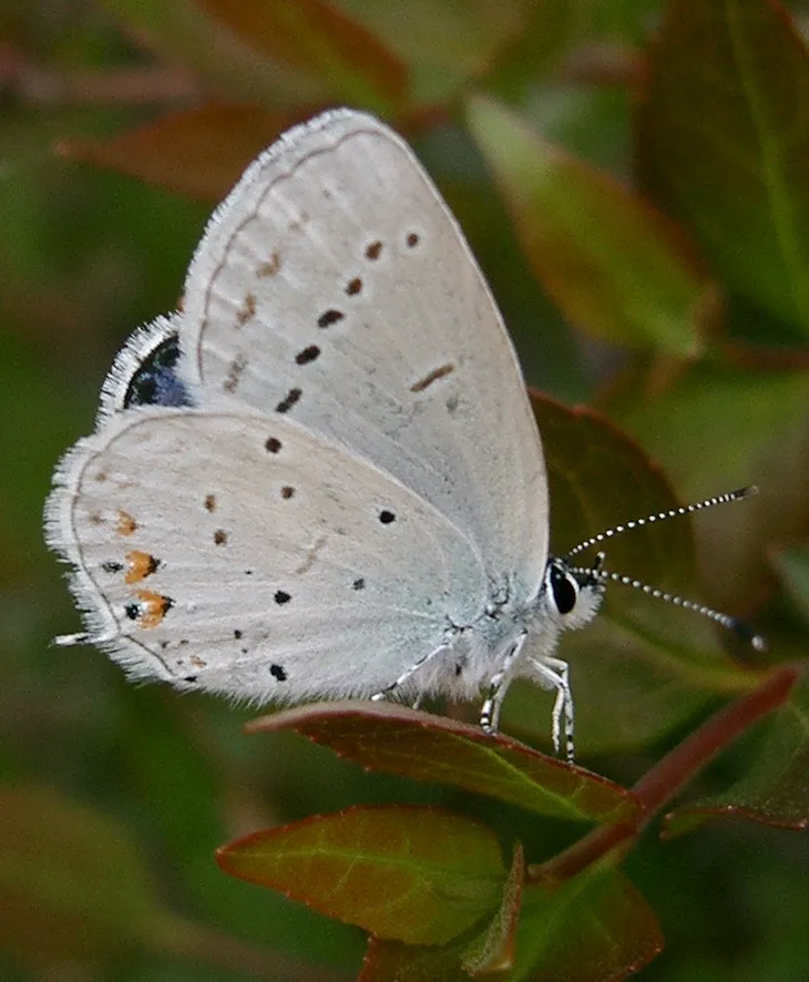 Short-tailed blue (Cupido argiades), a species in the family Lycaenidae.