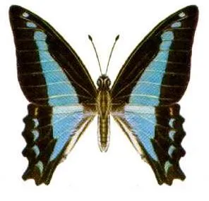 A Common Bluebottle butterfly (Graphium sarpedon choredon) with blue-green banded wings, photographed against a plain background.
